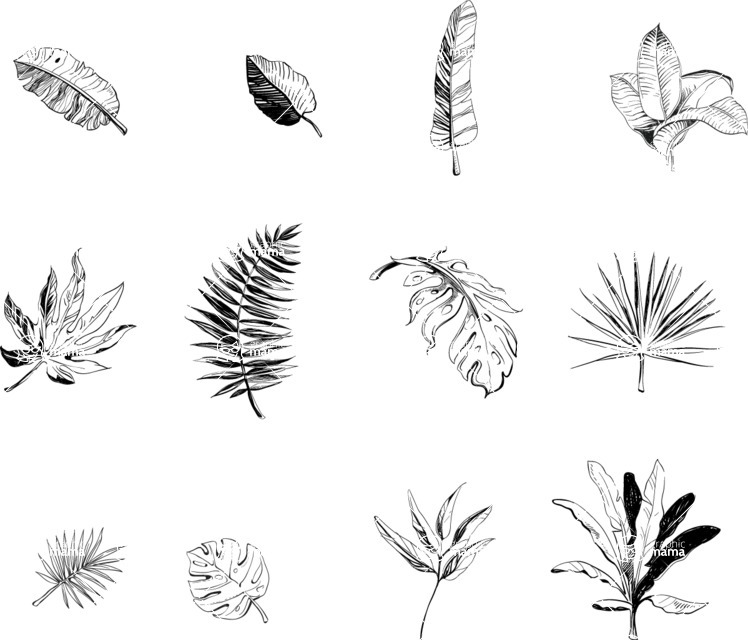 Nature Backgrounds, Patterns and Frames Themed Graphic Collection - 12 Vector Hand Drawn Exotic Leaves